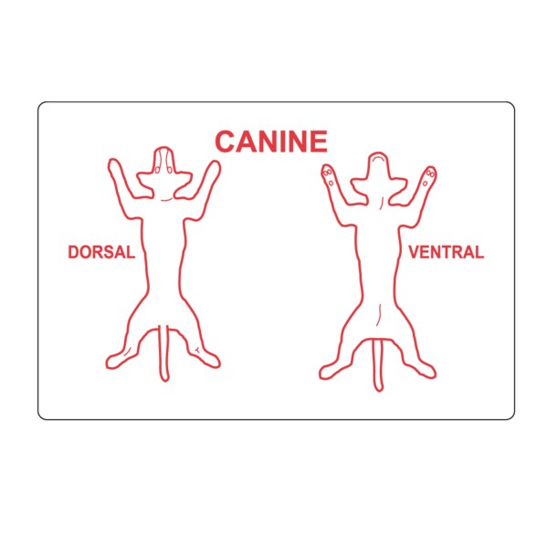 Nevs Canine Dorsal Ventral Label 2" x 3" White w/Red - VW-0066