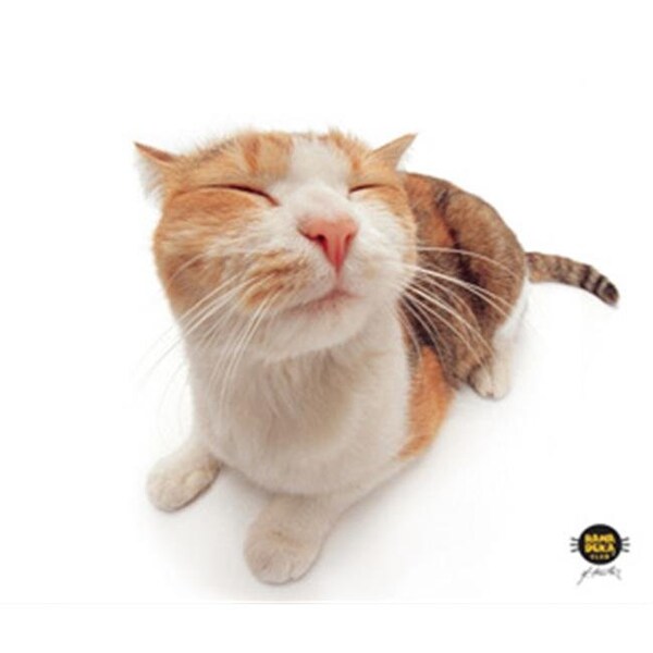 Allsop ALLSOP 29595 Microfiber Cleaning Cloths (Pet Me Cat) - 29595