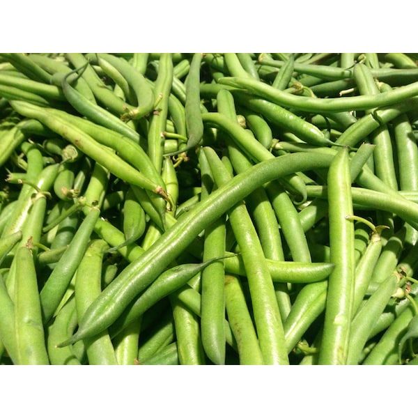 Commodity Canned Fruit & Vegetables Commodity Extra Standard 4 Sieve Green Beans No 10 Can, PK6 - 9673201336