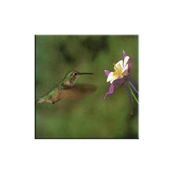 Fastfood McGowan  Tuftop Hummingbird and Columbine Trivet - FA747977