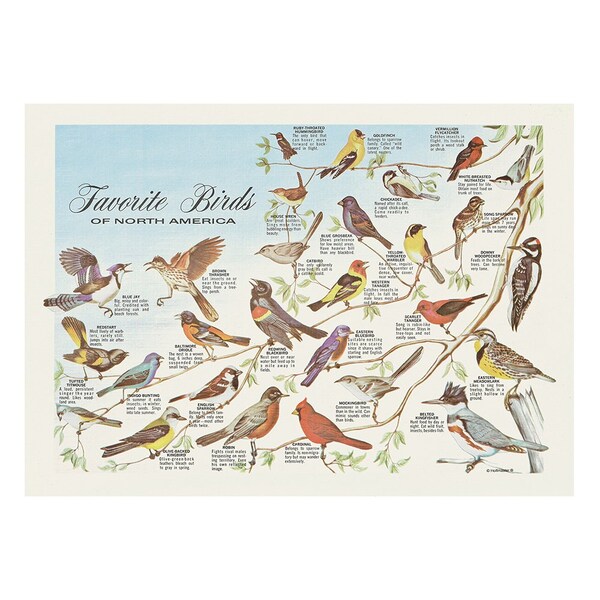 Hoffmaster 10" x 14" Favorite Birds Paper Placemats, PK1000 - 702025