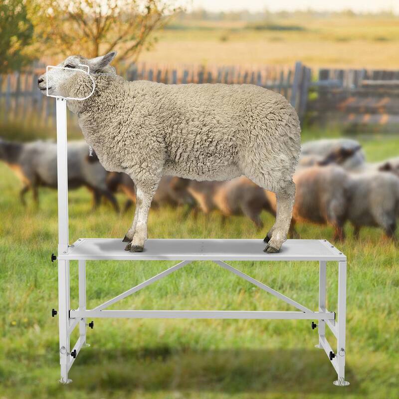 Soporte estacionario para cabras y ovejas de 64.1 in. x 51 in. con capacidad de carga de 500 lbs, color blanco, altura ajustable de 21 a 33 in. - SCXJJBSYTM5162NEMV0