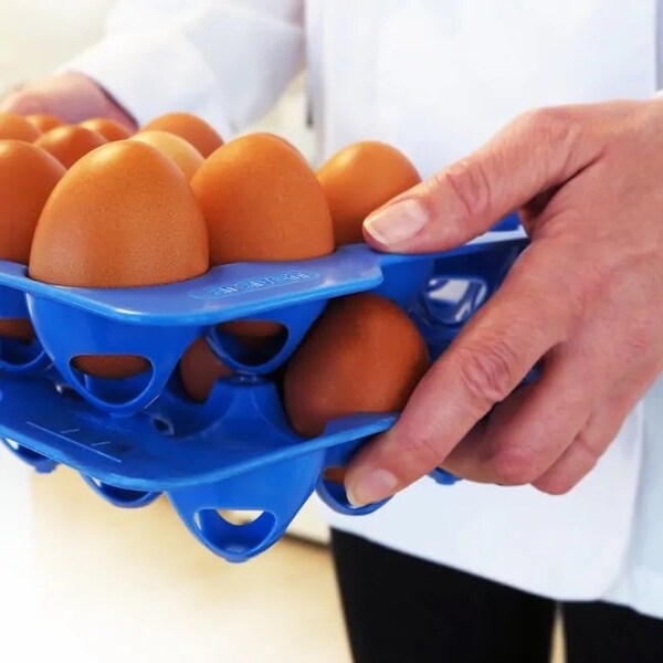 Araven GN 2/3 Airtight Container with 4 Egg Trays, 6PK - 70378