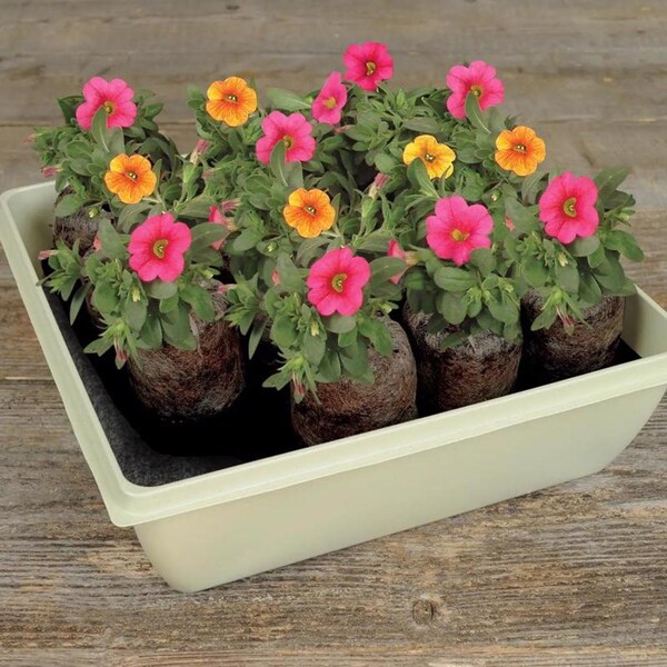Plantation Products Jiffy 14 Cells 11 in. H X 11 in. W Seed Starting Kit 1 pk - T14H