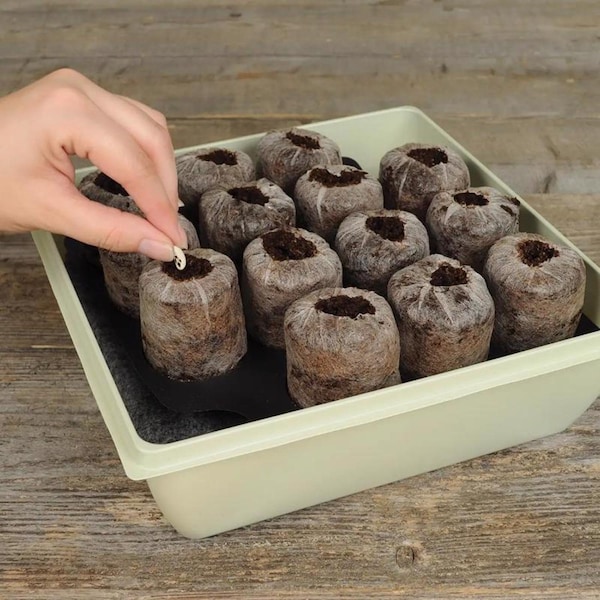 Plantation Products Jiffy 14 Cells 11 in. H X 11 in. W Seed Starting Kit 1 pk - T14H