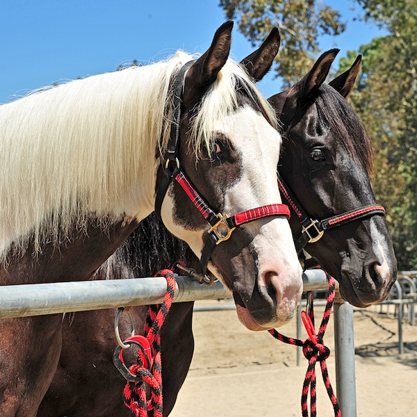 Safety Tie Horse Tether Safety Tie, Release Tie Down Clip, Green, PK2 - SAFETY_TIE_GREEN