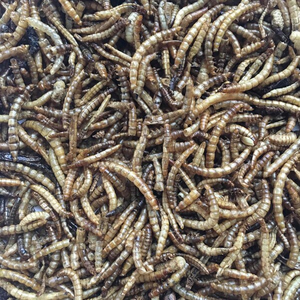 Flock Fest Outdoor Dried Mealworms for Chickens, Wild Birds, Ducks, and Small Pets, 5 Lbs Bag - 27077084214