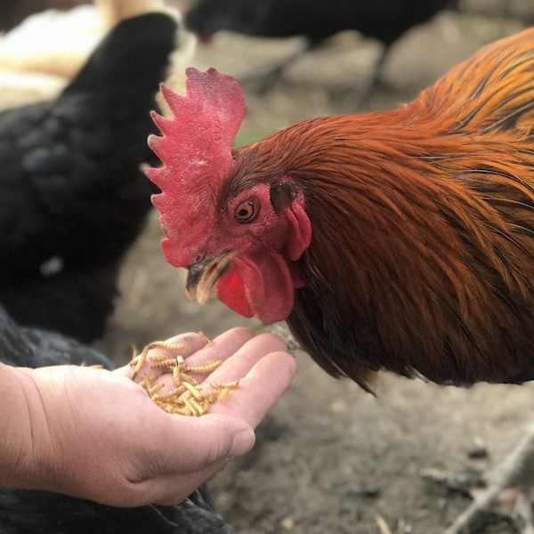 Flock Fest Outdoor Dried Mealworms for Chickens, Wild Birds, Ducks, and Small Pets, 5 Lbs Bag - 27077084214