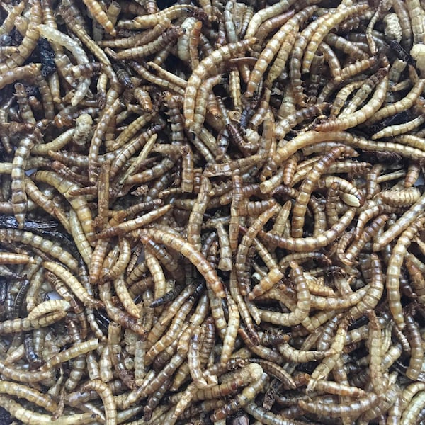 Flock Fest Outdoor Dried Mealworm and Fly Larve 5lb Bag Set - 27077089226