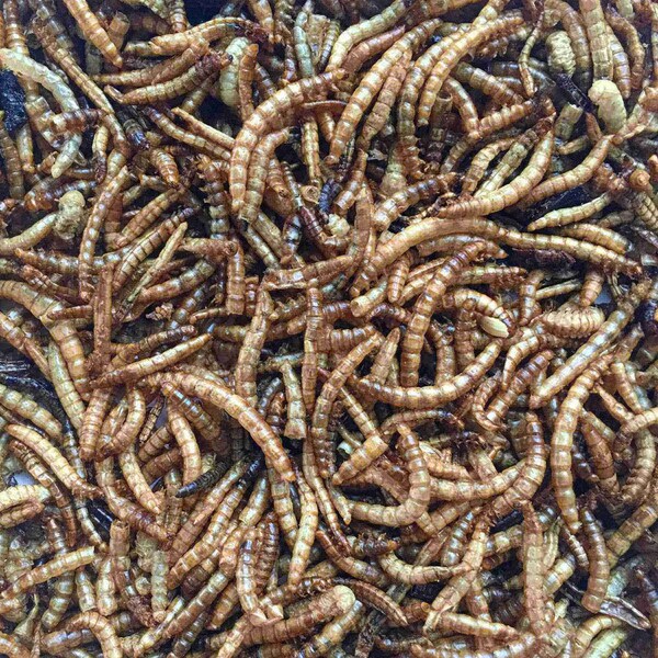 Fickle Fowl Feast of 30 oz Dried Mealworms and Dried Black Soldier Fly Larvae - 27077088991