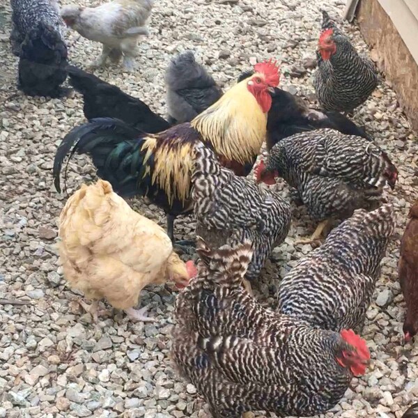 Fickle Fowl Feast of 30 oz Dried Mealworms and Dried Black Soldier Fly Larvae - 27077088991