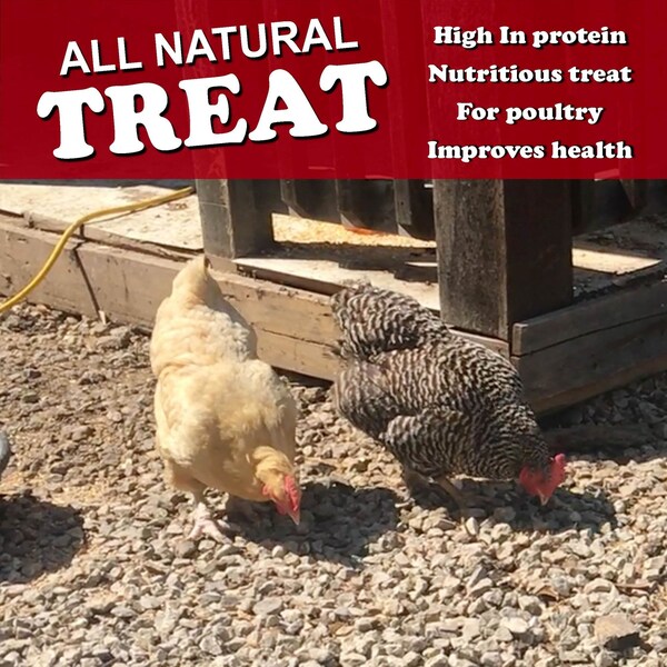 Fickle Fowl Feast of 30 oz Dried Mealworms and Dried Black Soldier Fly Larvae - 27077088991