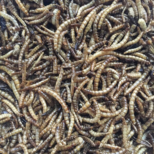 Flock Fest Dried Mealworms for Chickens, Wild Birds, Ducks, and Small Pets, 10 oz Bag, 6PK - 27077088915