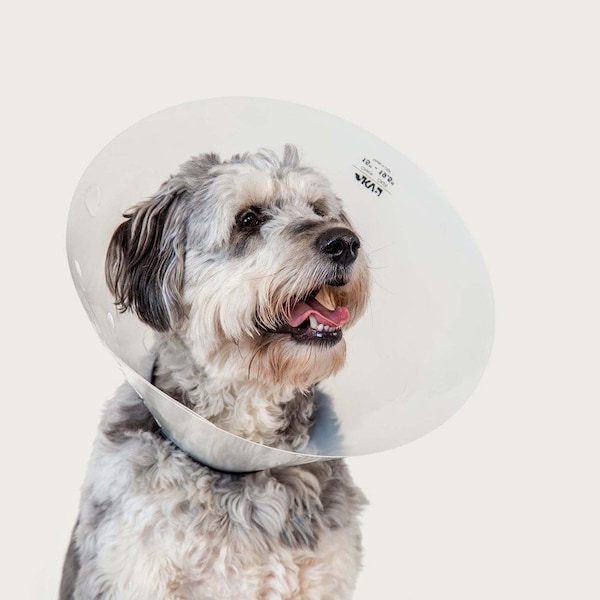 Vetone Elizabethan Collar, 17in. - 22-1/2in. Neck Circumference, Clear - 621006