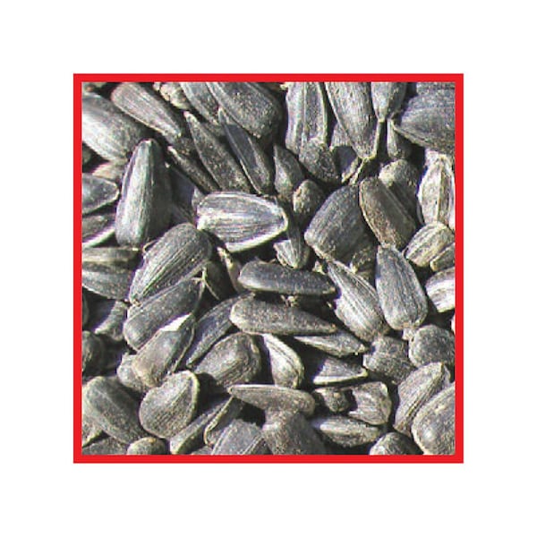 Coles Wild Bird Food Assorted Species Black Oil Sunflower 8 lb - OS08