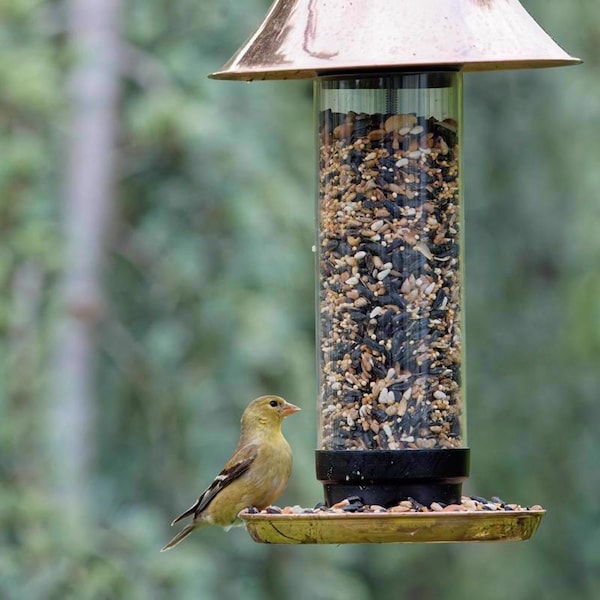 Global Harvest Foods Songbird Selections Wild Bird Seed Wild Bird Food 10 lb - 13637