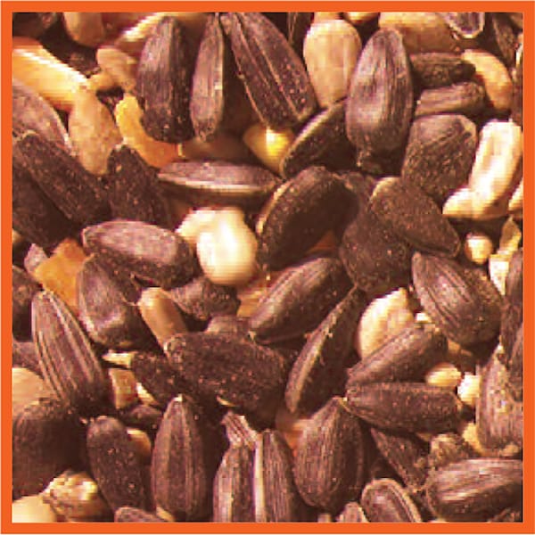 Coles Cole's Blazing Hot Blend Assorted Species Black Oil Sunflower Wild Bird Food 20 lb - BH20