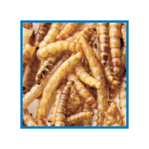 Coles Wild Bird Food Assorted Species Dried Mealworm 9.15 oz - DMLG