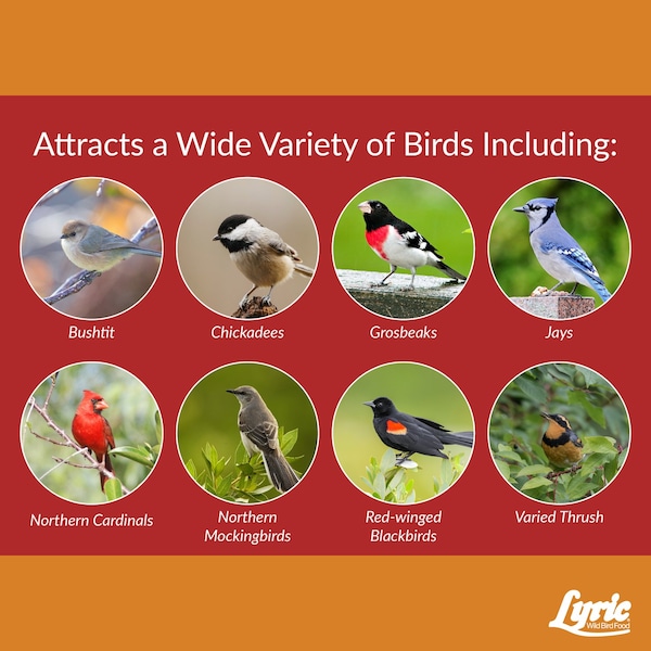 Lyric Lyric Cardinal Sunflower Seeds Wild Bird Food 18 lb - 26-47386