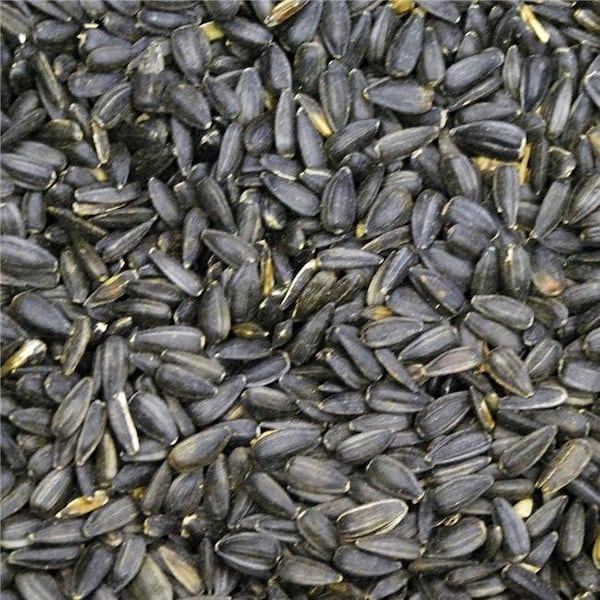 Prince Wild Bird Seed Prince Wild Bird Seed 111656 50 lbs Black Oil Sunflower for Wild Bird Feed - 111656