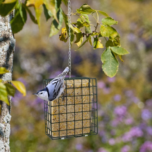 Woodlink Woodlink Wild Bird Metal Suet Cage Suet Cage - 25122