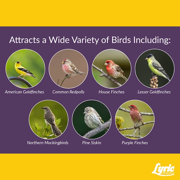 Lyric Lyric Finch Canary Grass Seed Wild Bird Food 20 lb - 26-47408