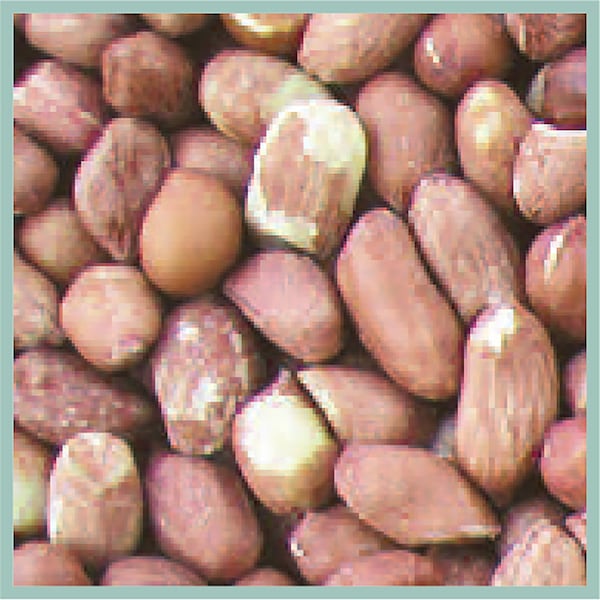 Coles Cole's Assorted Species Raw Peanuts Wild Bird Food 5 lb - RP05