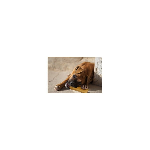 Fieldcrest Farms Yak Cheese Dog Chew Treat, 4.6 oz - pair - 366