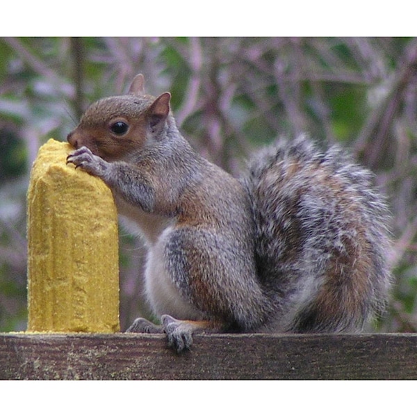 C&S Products C&S Products Squirrelog Wildlife Corn Squirrel and Critter Food 32 oz - 608