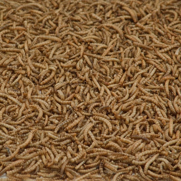 Kaytee Products Kaytee Songbird Dried Mealworm Mealworms 17.6 oz - 100508146