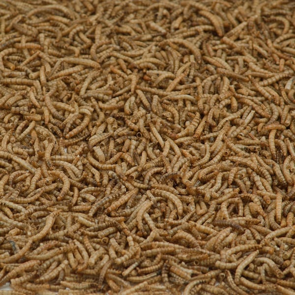 Kaytee Products Kaytee Bluebird Dried Mealworm Mealworms 3.5 oz - 100509357
