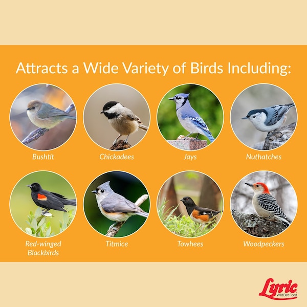 Lyric Lyric Chickadee Sunflower Seeds and Peanuts Wild Bird Food 4 lb - 26-19063