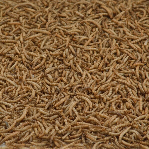 Kaytee Products Kaytee Mealworms Wild Bird/Poultry Dried Mealworm Mealworms 32 oz - 100527190