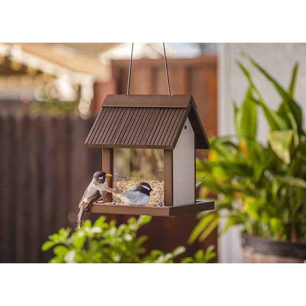 New Age Pet Feathered Friends, Beak Bistro Bird Feeder, Maple w/ Walnut Trim - RHBAF41-09
