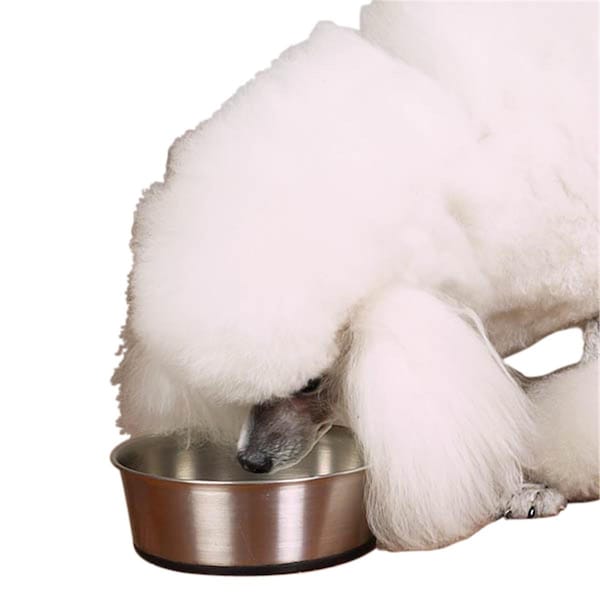 Petpath Stainless Steel Bowl with Rubber Base 9oz - PE1600268