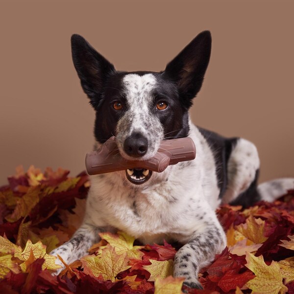 Bark Bark Brown Nylon Fall Fetch Stick Dog Toy 1 pk - 212021