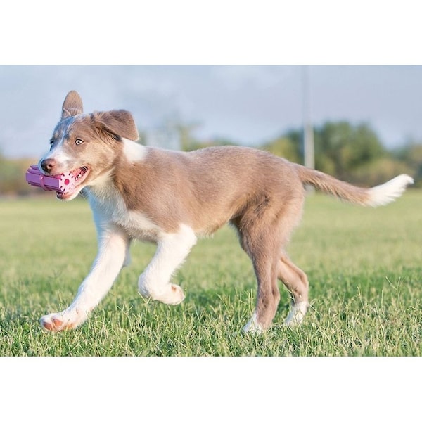 Kong KP33 Dog Toy, S, Chew, Teething Stick, Rubber, Assorted - KO-KP33