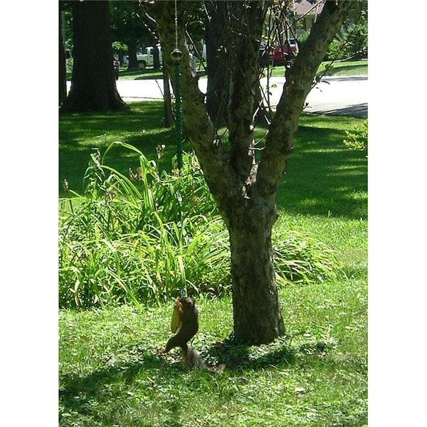 Songbird Essentials Songbird Essentials SESQUNGEE 1" x 7" x 4.75" Deluxe Squirrel Feeder - SESQUNGEE
