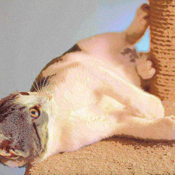 Pet Adobe Pet Adobe Cat Tree House, Multi-Level, Scratching Posts, Condos, and Perches, 50-inches Tall, White - 311020WIK