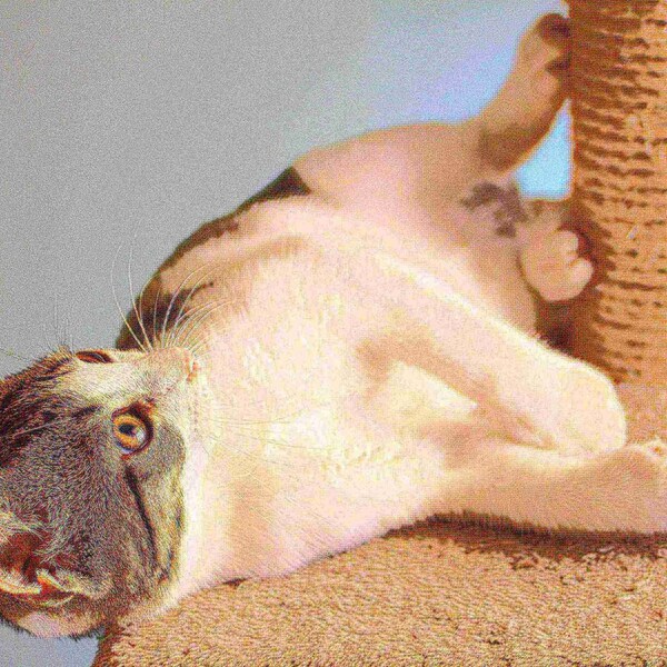 Pet Adobe Pet Adobe Cat Tree House- Multi-Level, Scratching Posts, Condo, Perches & Toys- 6-Feet Tall (Ivory) - 618702CLZ