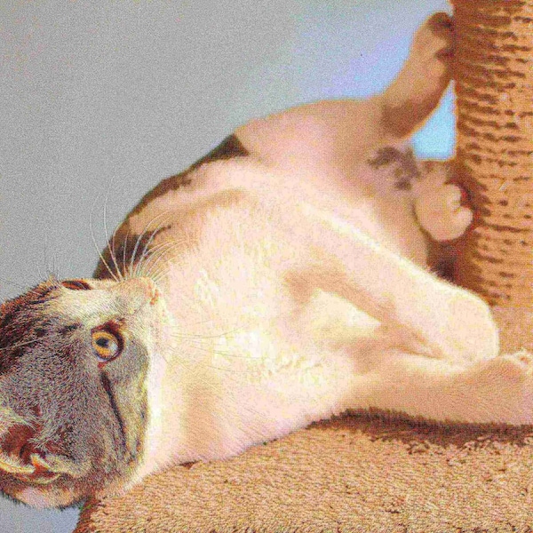 Pet Adobe Pet Adobe Cat Scratching Post- Play Area with 3 Poles, Perch and Toys- 19.25 inch Tall - 835979GCZ