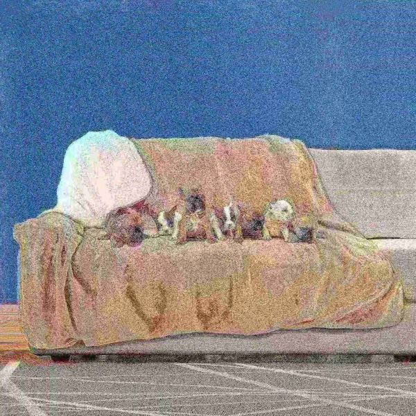 Pet Adobe Waterproof 60x70in Pet Throw Blanket, Tan - 870246UXL