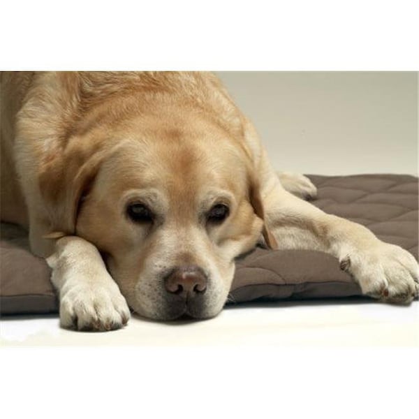 American Pet Diner American Pet Diner 100FLLQB010 Flectabed Q 18 in. x 14 in. - Brown - 100FLLQB010