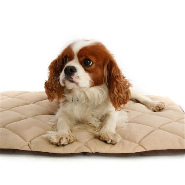 American Pet Diner Flectabed Q 18 in x 14 in Cream - 100FLLQC010