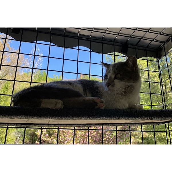 K9 Kennel Store 48in X 48in X 46in Outdoor Catio Enclosures - 48X48X46-OCE