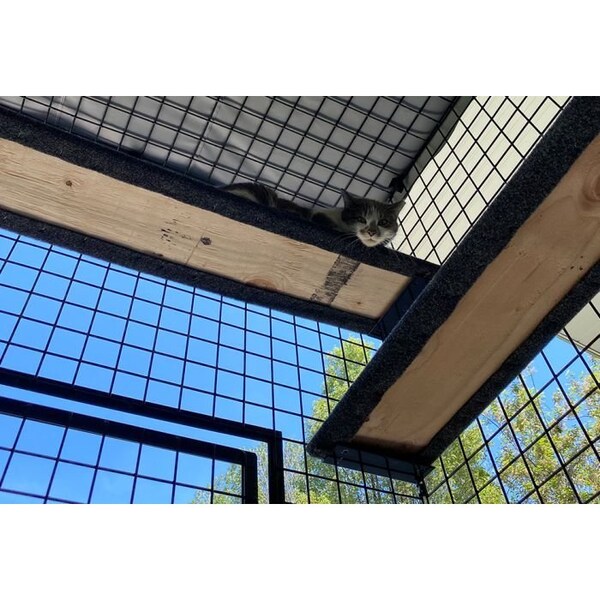 K9 Kennel Store 48in X 48in X 144in Outdoor Catio Enclosure - 48X48X144-OCE