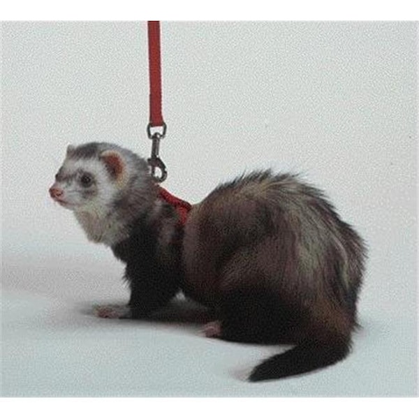 Marshall Pet Products Marshall Pet Products - Harness-lead Set- Royal Blue 48 Inch - FP-094 - 571706