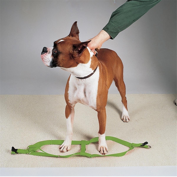 Party Animal 25-40 in. Nylon 2 Step Dog Harness, Green - PA1670516