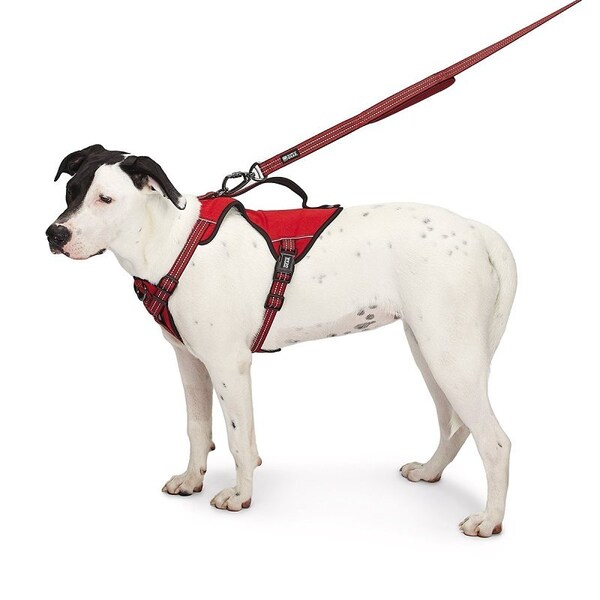 Guardian Gear Reflective Harness, 24 to 35 in, Fastening Method: O-Ring Strap, Nylon Harness, True Red - ZA0031 20 83