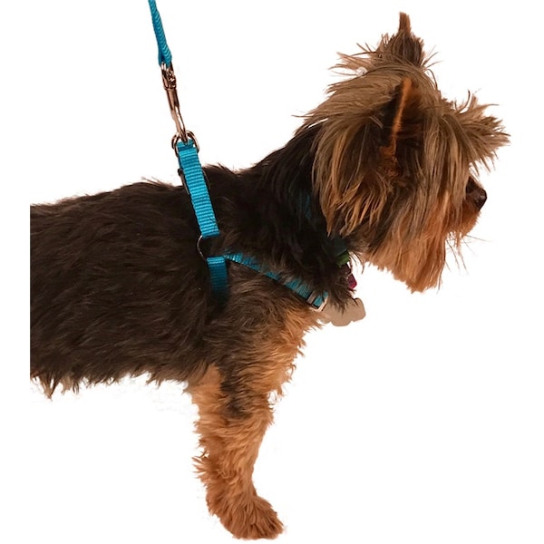 Valhoma Valhoma Adjustable Harness TURQUOISE XS 11"-14" - 3924-TU-XS